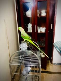 Raw Full Jumbo Size Parrot For sale tamed &Talking