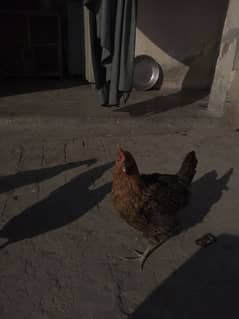 Australop hen pair with desi misri hen