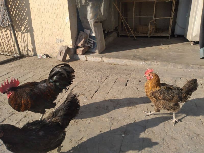 Australop hen pair with desi misri hen 1