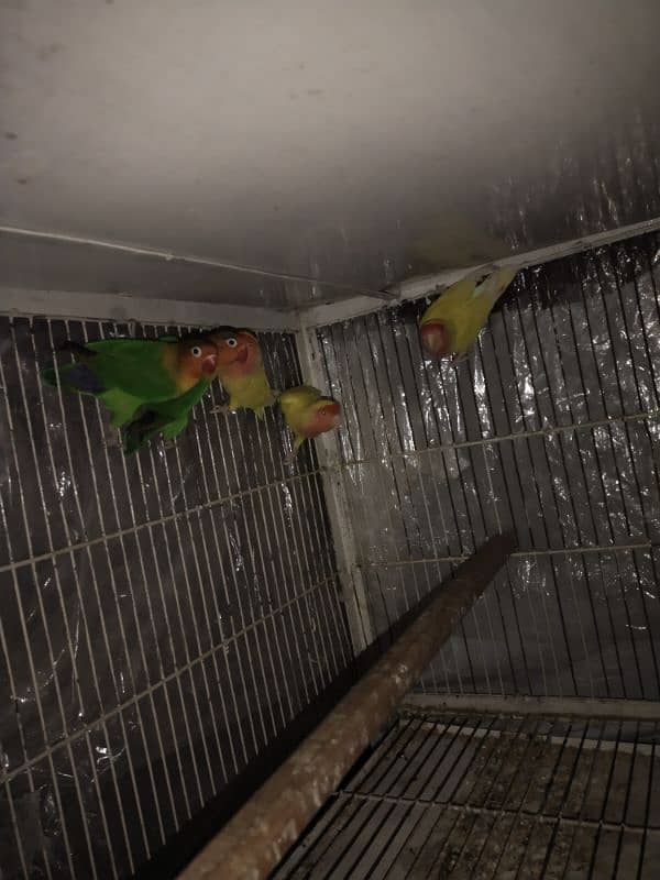 Love bird 3 common lutino 2 blue pasnata 2 green fisher 0