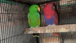 Imported Electus Breeder Pair for Sale