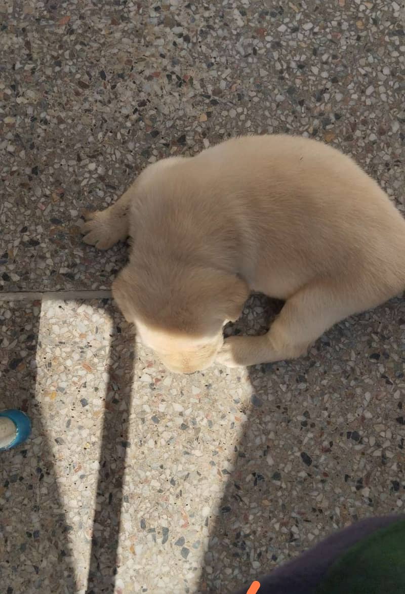 White Labrador short tail female puppy born on 9 november 0