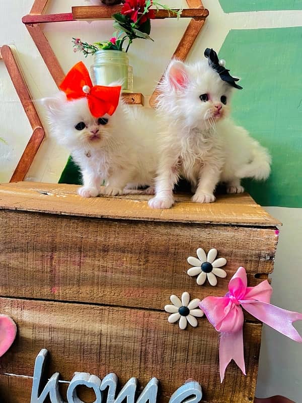 persian kittens 3