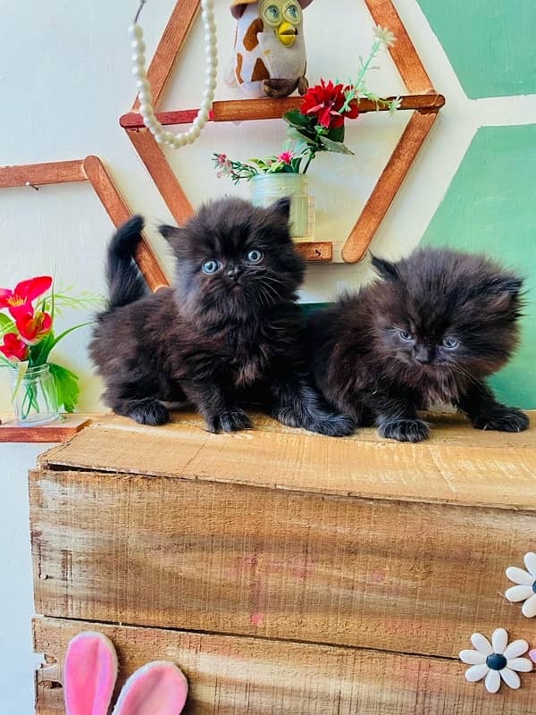 persian kittens 4