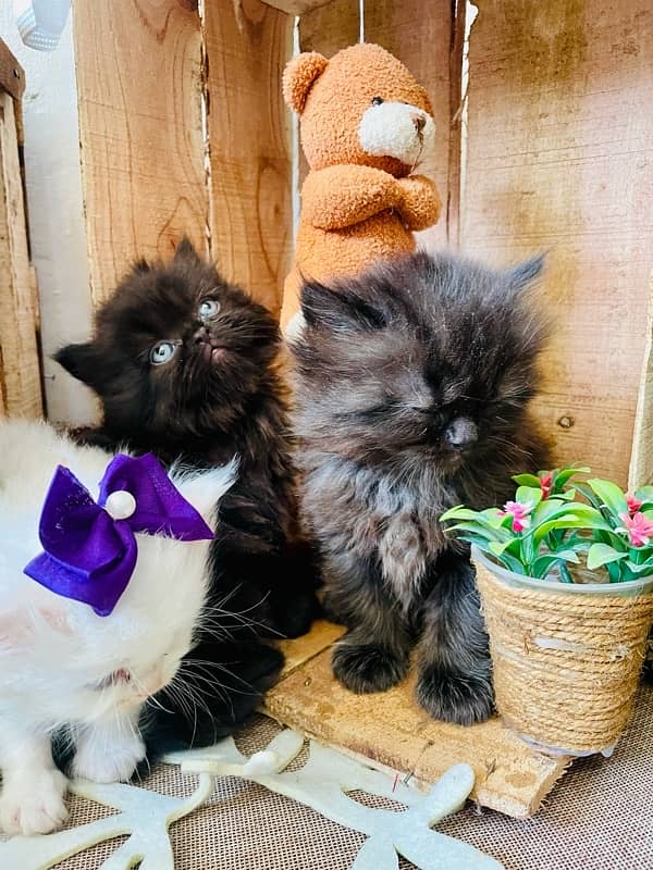 persian kittens 7