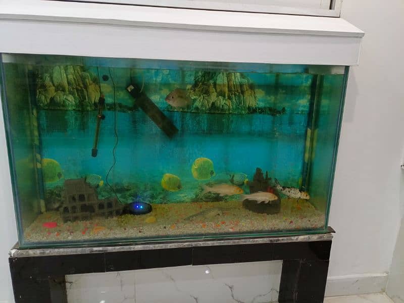 Fish Aquarium large in size. with 5 fishes 0