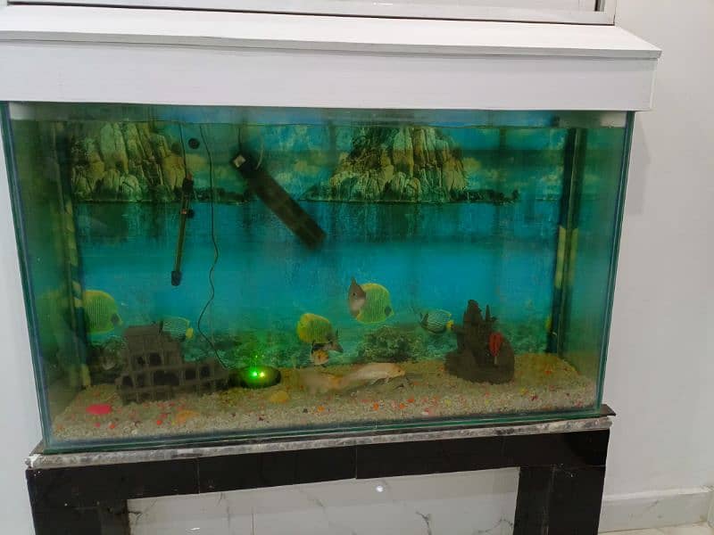 Fish Aquarium large in size. with 5 fishes 1