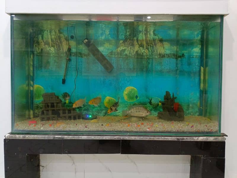 Fish Aquarium large in size. with 5 fishes 2