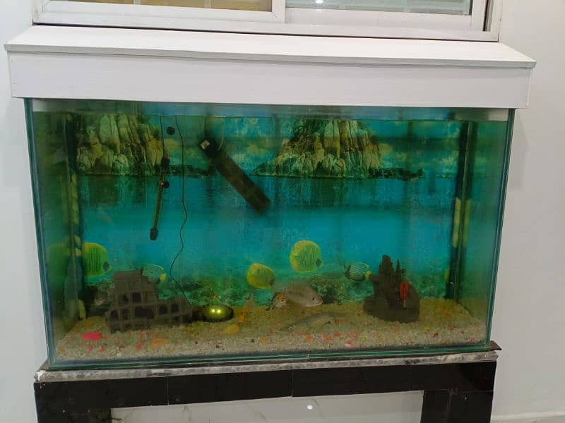 Fish Aquarium large in size. with 5 fishes 3