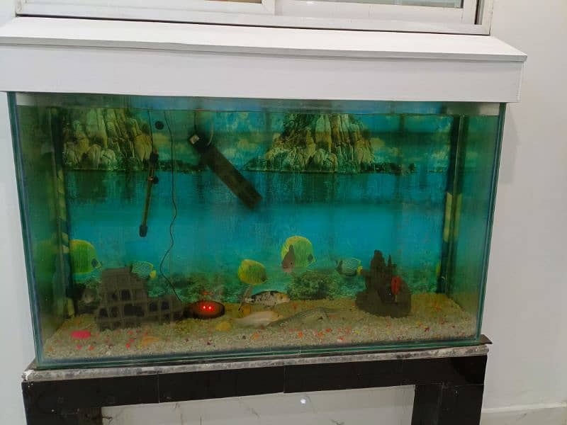 Fish Aquarium large in size. with 5 fishes 4