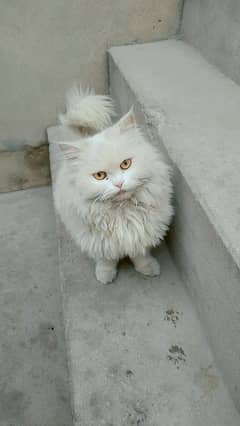 Persian cat tripple coat