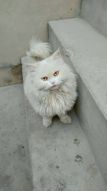 Persian cat tripple coat 0