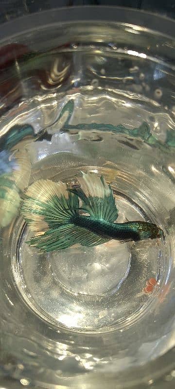 Beta fish 1