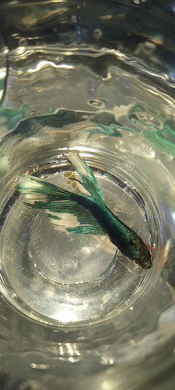 Beta fish 4