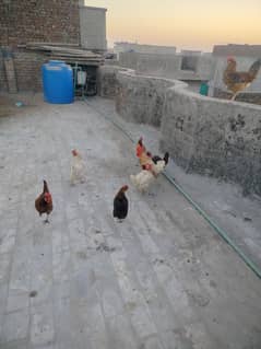 8 Hens for sale