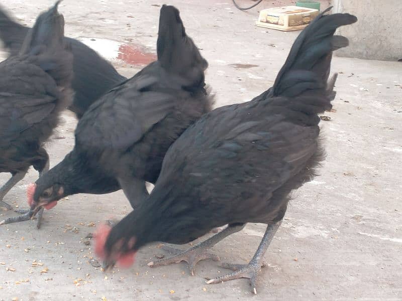 Australorp males for sale age 2.5 month 03341743563 WhatsApp 0