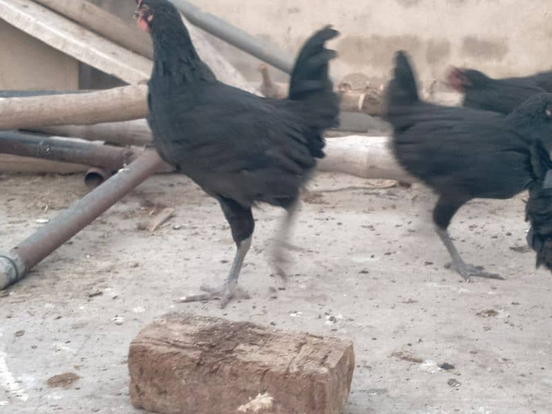 Australorp males for sale age 2.5 month 03341743563 WhatsApp 1