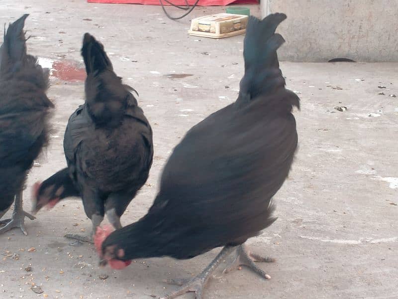 Australorp males for sale age 2.5 month 03341743563 WhatsApp 2