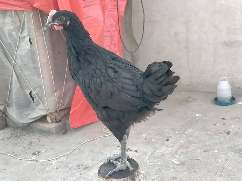 Australorp males for sale age 2.5 month 03341743563 WhatsApp 3