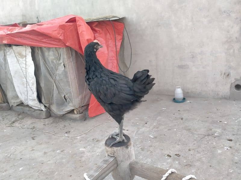 Australorp males for sale age 2.5 month 03341743563 WhatsApp 4