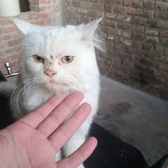 white persian cat tipple cotd fore sale