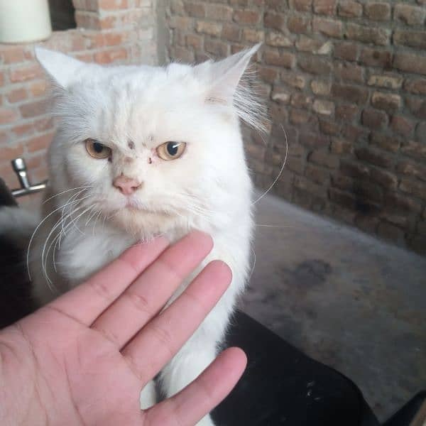 white persian cat tipple cotd fore sale 0