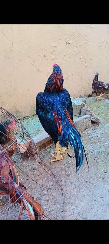 Aseel long hight Mainwali for sale 0