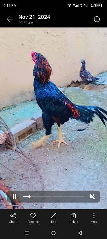 Aseel long hight Mainwali for sale 2