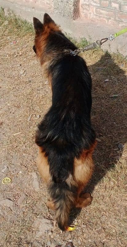 German shepherd urgent sale krna hey 03115355002 0