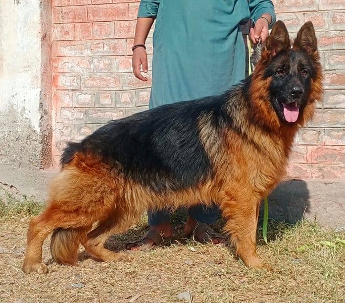 German shepherd urgent sale krna hey 03115355002 1