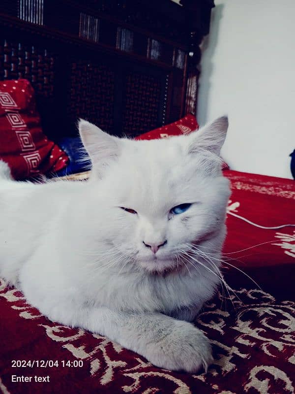 persian cat 0