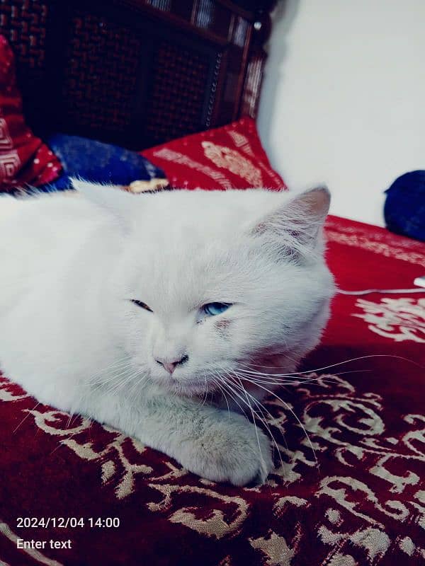 persian cat 1