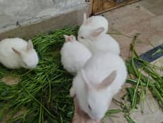 Rabbits Kit available