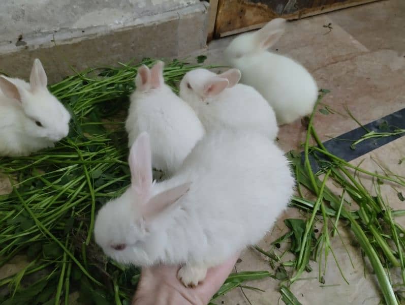 Rabbits Kit available 1