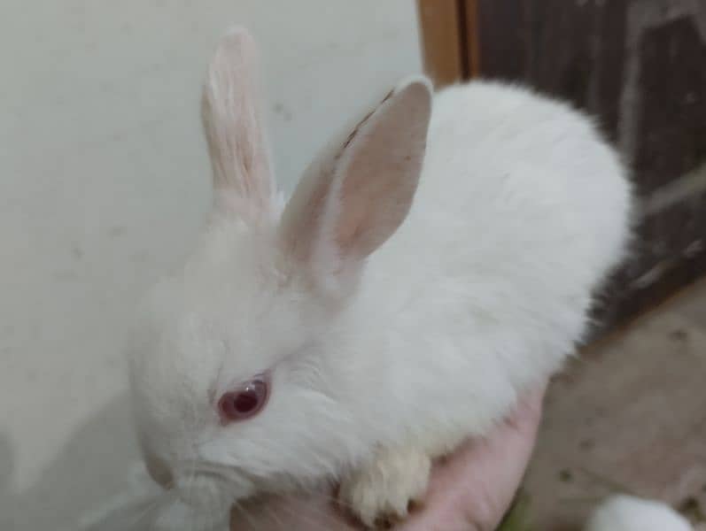 Rabbits Kit available 2