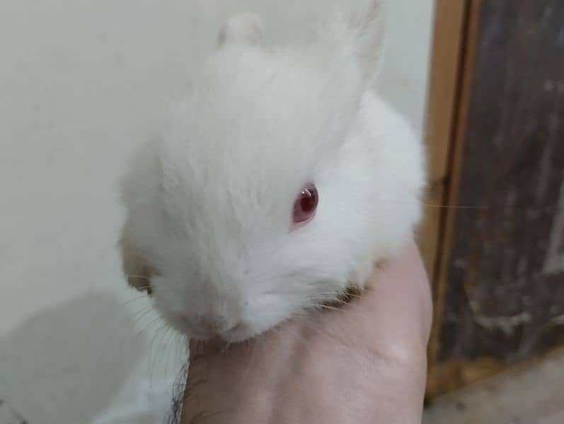 Rabbits Kit available 3