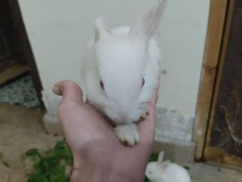 Rabbits Kit available 5