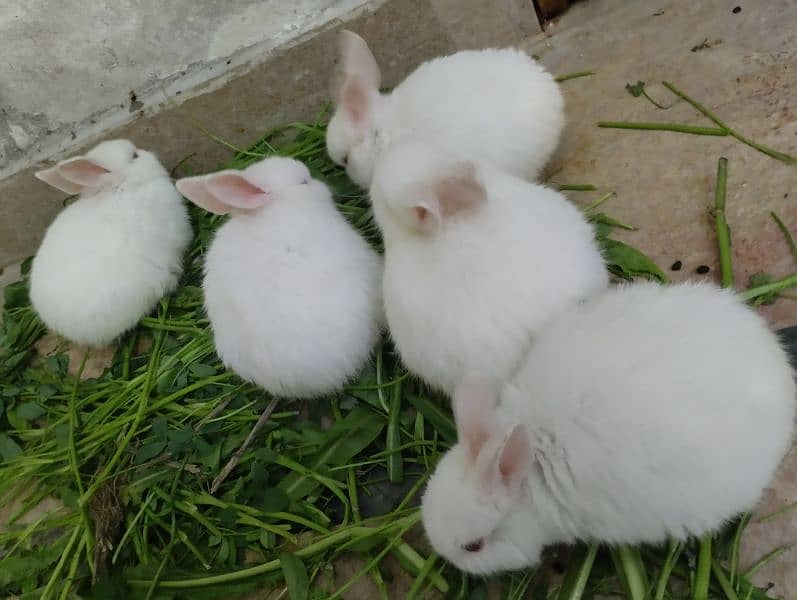 Rabbits Kit available 6