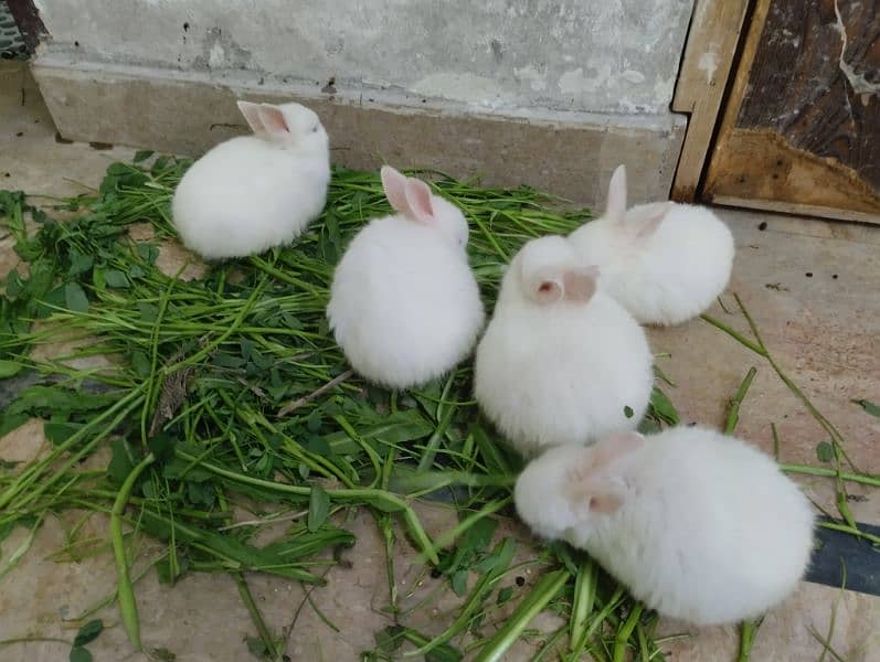 Rabbits Kit available 7