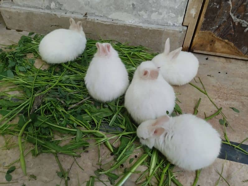 Rabbits Kit available 8