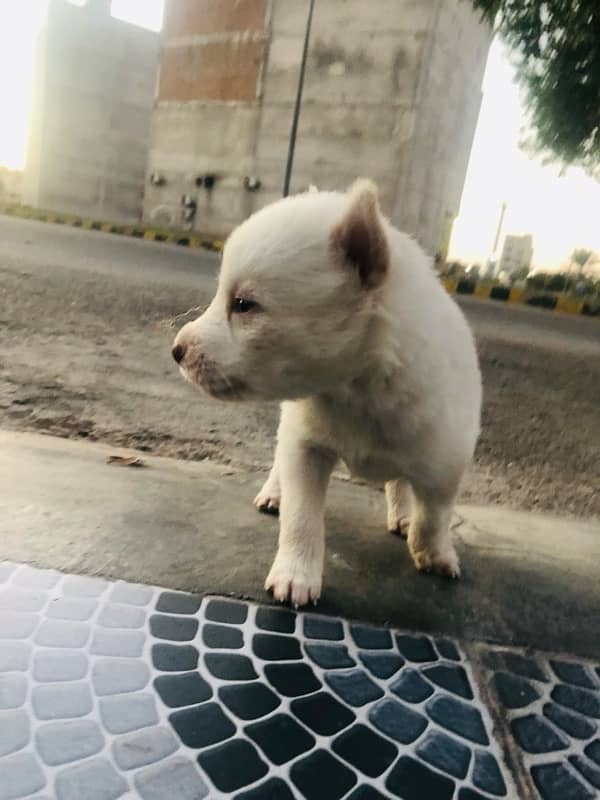 Siberian Husky for sale available contact number03030715050 0