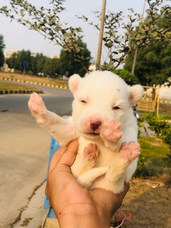 Siberian Husky for sale available contact number03030715050 1