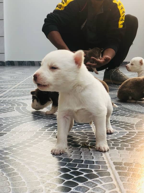 Siberian Husky for sale available contact number03030715050 2