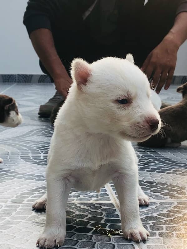 Siberian Husky for sale available contact number03030715050 3