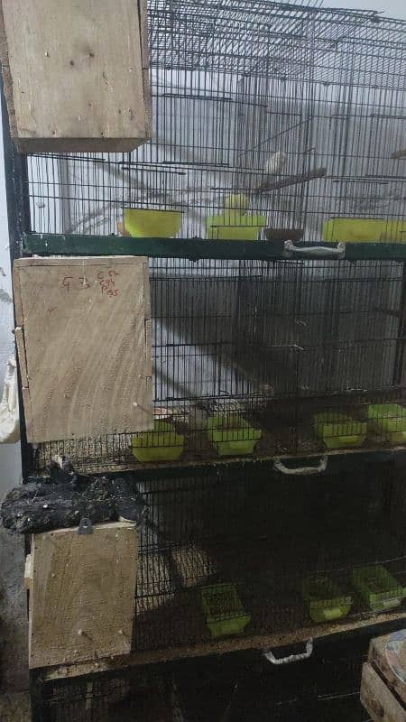 cages lovebirds 0