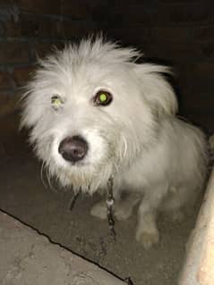 pure White and long coated puppy