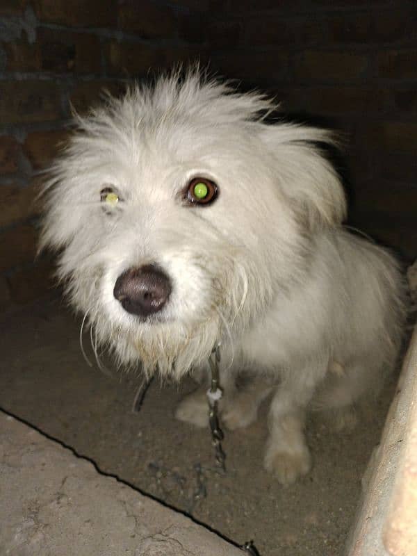 pure White and long coated puppy 0