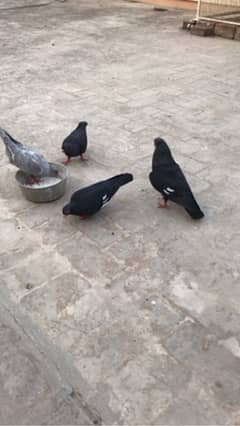 maina pigeons pairs