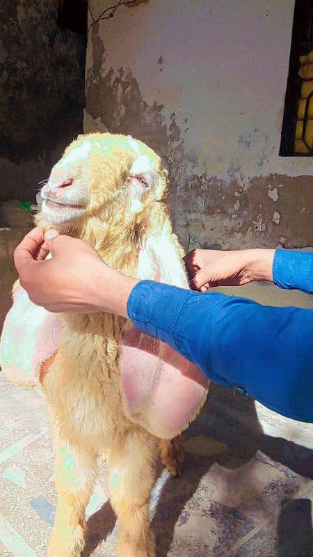 Sheep | kajla  |  ککہ كجلا چھترا 0