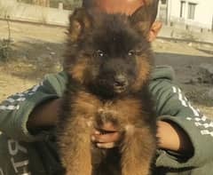 German Shepherd |  long coated German Shepherd puppies